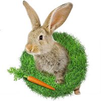 CRUELTY-FREE CRUELTY-FREE